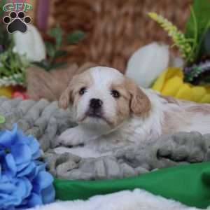 Murphy, Cavachon Puppy